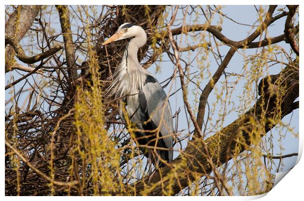 Grey heron standing guard over his nest Print by Sally Wallis