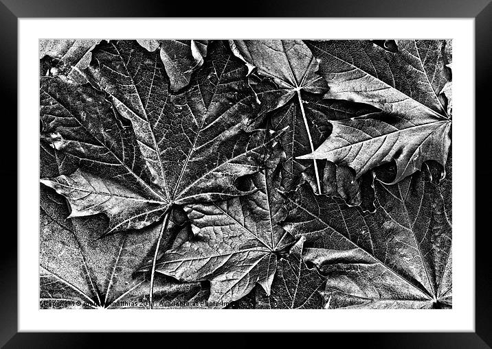 colourless autumn Framed Mounted Print by meirion matthias