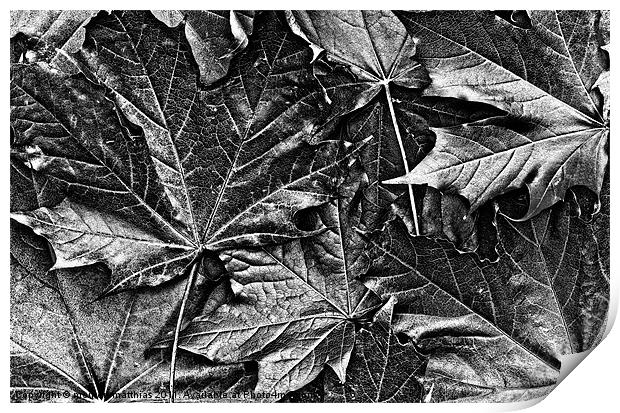 colourless autumn Print by meirion matthias