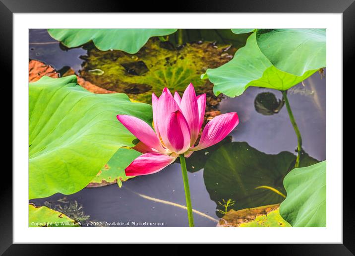 Pink Lotus Flower Close Up Beijing China Framed Mounted Print by William Perry