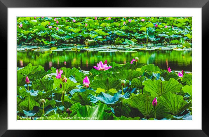Lotus Garden Reflection Summer Palace Beijing China Framed Mounted Print by William Perry