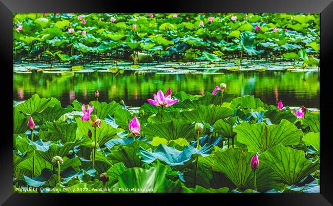 Lotus Garden Reflection Summer Palace Beijing China Framed Print by William Perry