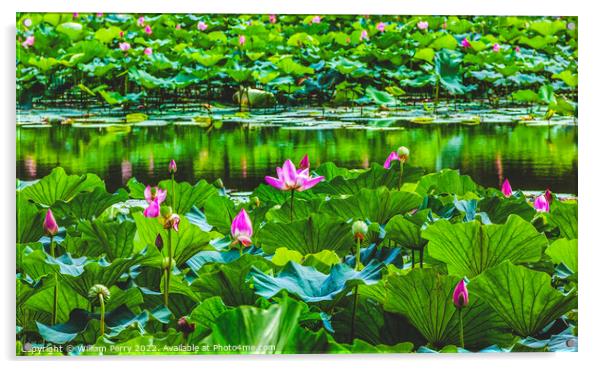 Lotus Garden Reflection Summer Palace Beijing China Acrylic by William Perry