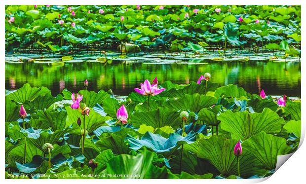 Lotus Garden Reflection Summer Palace Beijing China Print by William Perry