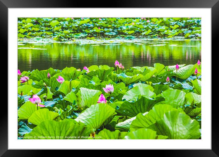 Lotus Garden Reflection Summer Palace Beijing, China Framed Mounted Print by William Perry