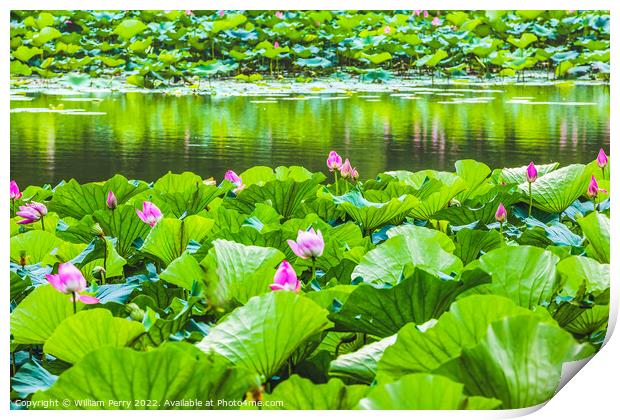 Lotus Garden Reflection Summer Palace Beijing, China Print by William Perry
