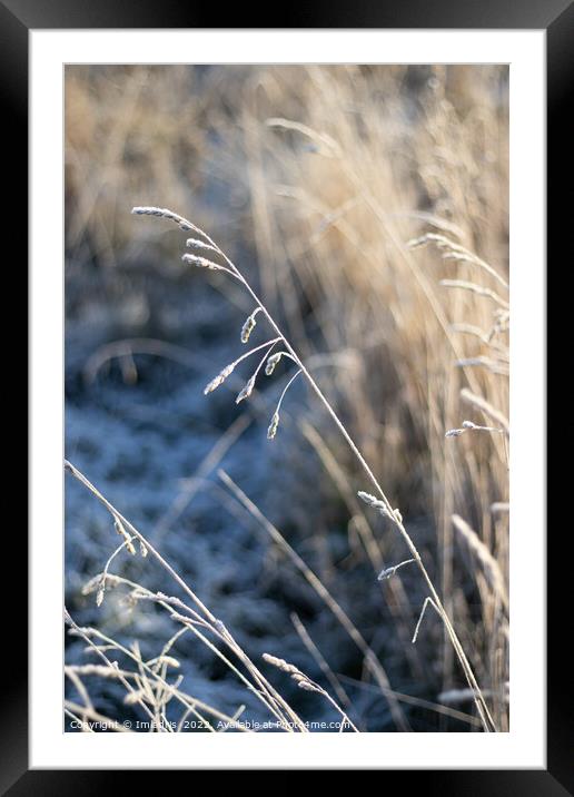 Frosted Winter Grass, blue and gold Framed Mounted Print by Imladris 