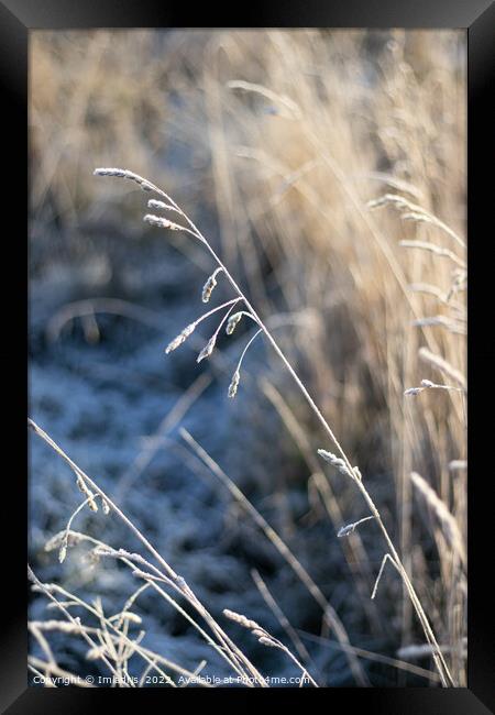 Frosted Winter Grass, blue and gold Framed Print by Imladris 