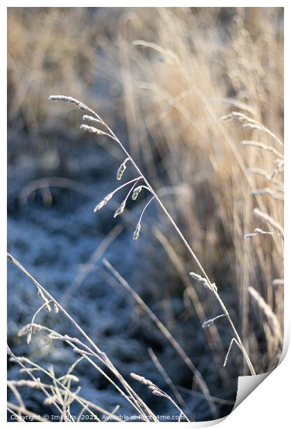 Frosted Winter Grass, blue and gold Print by Imladris 