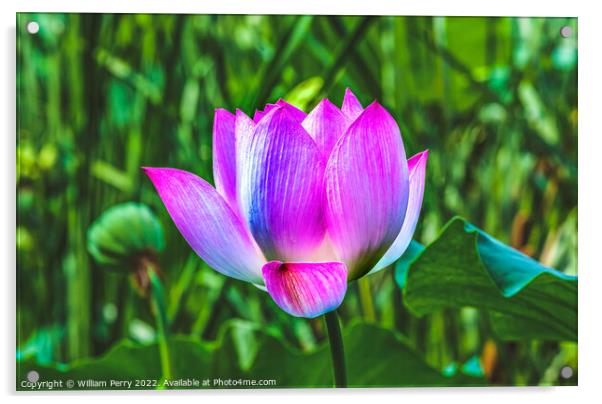 Pink Lotus Flower Close Up Beijing China Acrylic by William Perry