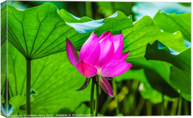 Pink Lotus Flower Close Up Beijing China Canvas Print by William Perry