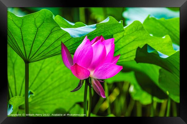 Pink Lotus Flower Close Up Beijing China Framed Print by William Perry