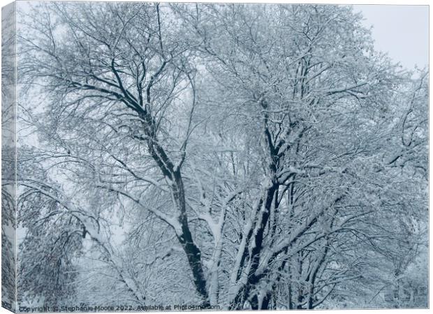 Snow covered trees Canvas Print by Stephanie Moore