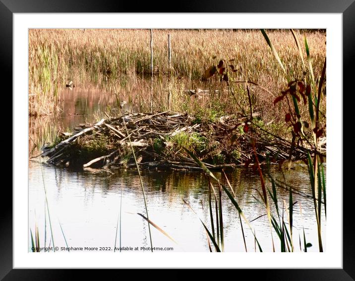 Beaver lodge Framed Mounted Print by Stephanie Moore