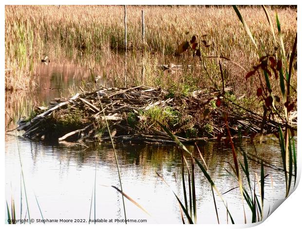 Beaver lodge Print by Stephanie Moore