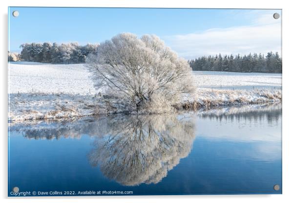 Reflections of snow covered trees in the River Teviot, Scottish Borders, United Kingdom Acrylic by Dave Collins