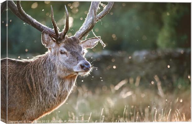 Stag antler bokeh Canvas Print by Ian Derry