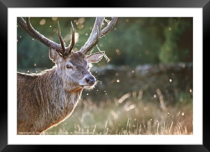 Stag antler bokeh Framed Mounted Print by Ian Derry