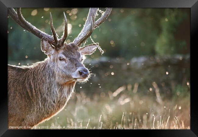 Stag antler bokeh Framed Print by Ian Derry