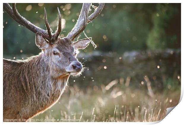 Stag antler bokeh Print by Ian Derry