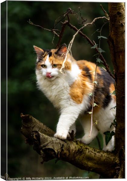 Animal cat Canvas Print by Billy McGarry