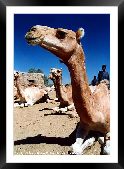 Cool Camel Framed Mounted Print by Serena Bowles