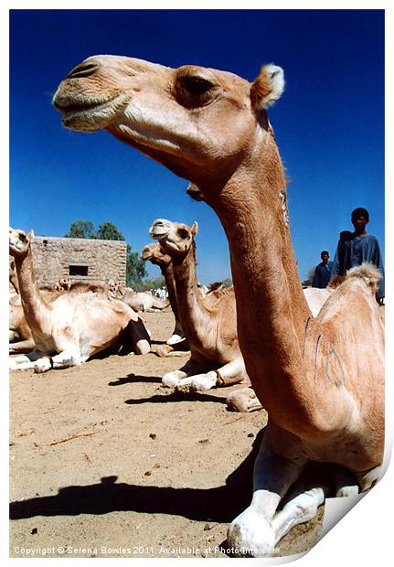 Cool Camel Print by Serena Bowles