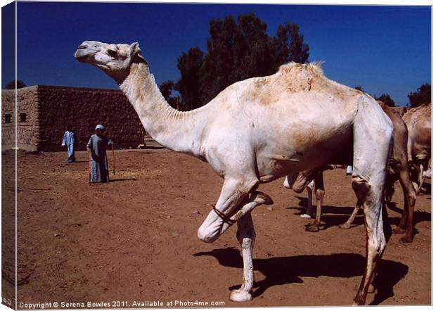 Hopping Camel Canvas Print by Serena Bowles