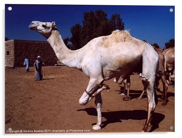 Hopping Camel Acrylic by Serena Bowles