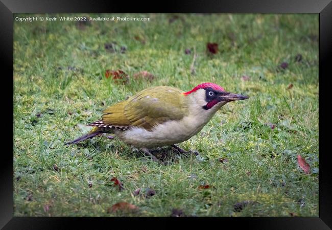 Green woodpecker on Christmas day Framed Print by Kevin White