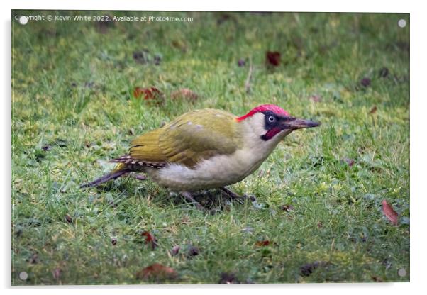 Green woodpecker on Christmas day Acrylic by Kevin White