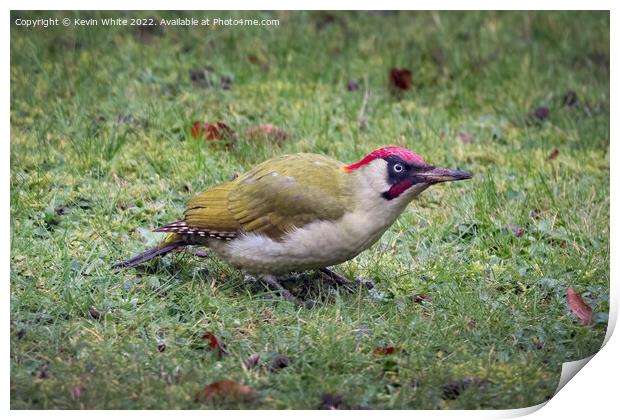 Green woodpecker on Christmas day Print by Kevin White