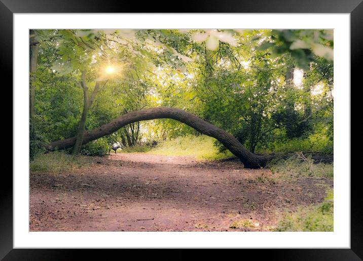 Mystical Woodland Path Framed Mounted Print by Glen Allen