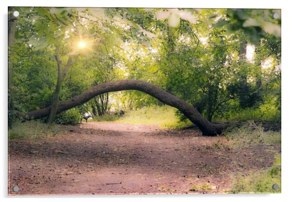 Mystical Woodland Path Acrylic by Glen Allen