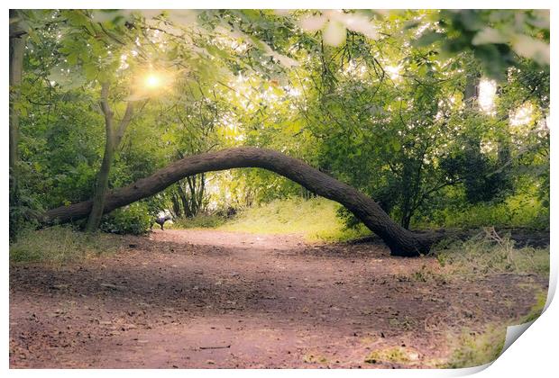 Mystical Woodland Path Print by Glen Allen