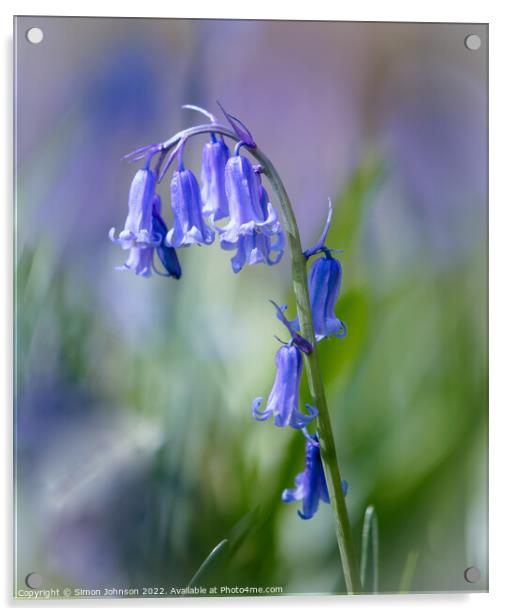 Bluebell flower Acrylic by Simon Johnson