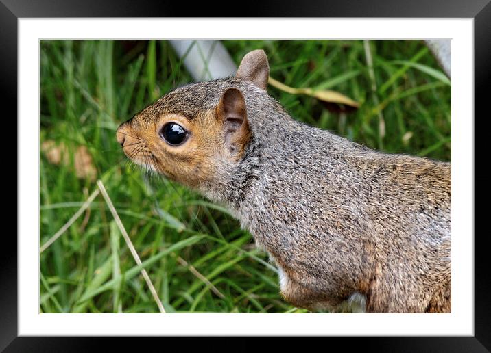 Squirrel Framed Mounted Print by Glen Allen