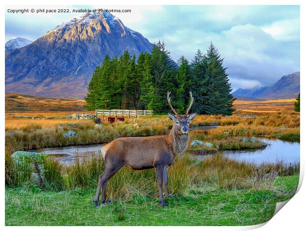 Deer at Glencoe Print by phil pace