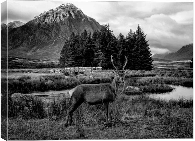 Deer at Glencoe in B&W Canvas Print by phil pace