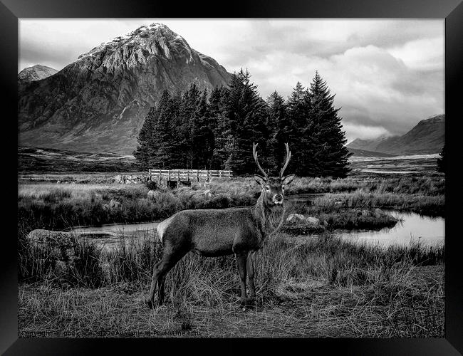Deer at Glencoe in B&W Framed Print by phil pace