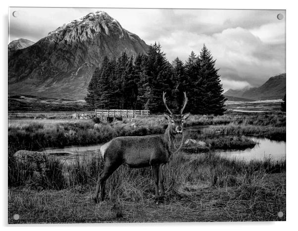 Deer at Glencoe in B&W Acrylic by phil pace