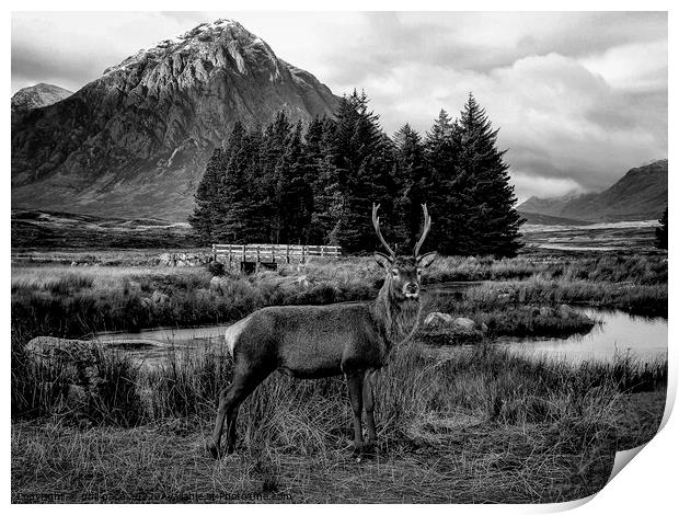 Deer at Glencoe in B&W Print by phil pace