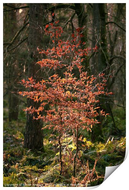 Sunlit beech tree  Print by Simon Johnson