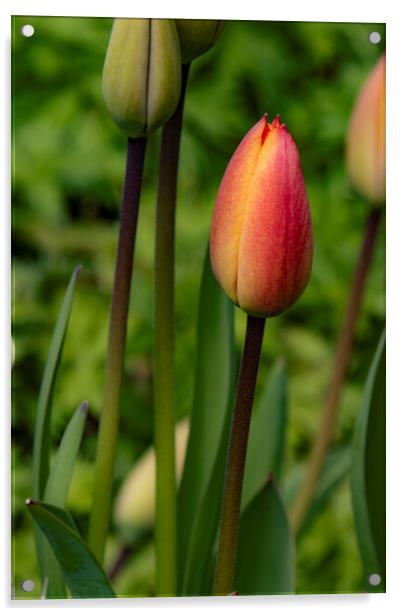 Tulip Acrylic by Glen Allen
