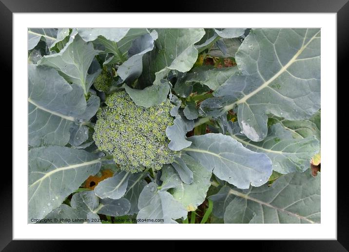 Broccoli Close up (3A) Framed Mounted Print by Philip Lehman