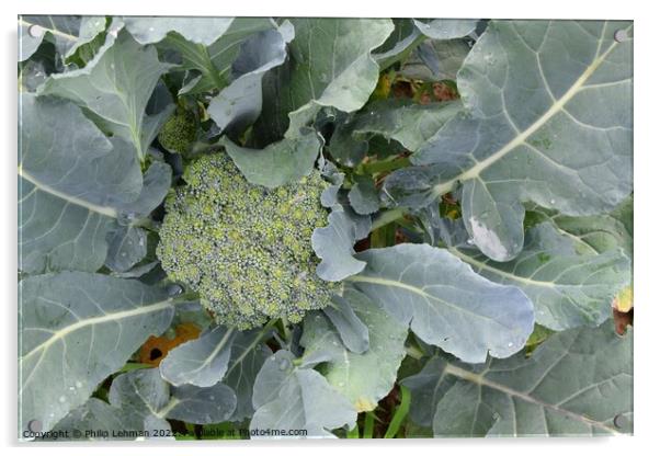 Broccoli Close up (3A) Acrylic by Philip Lehman