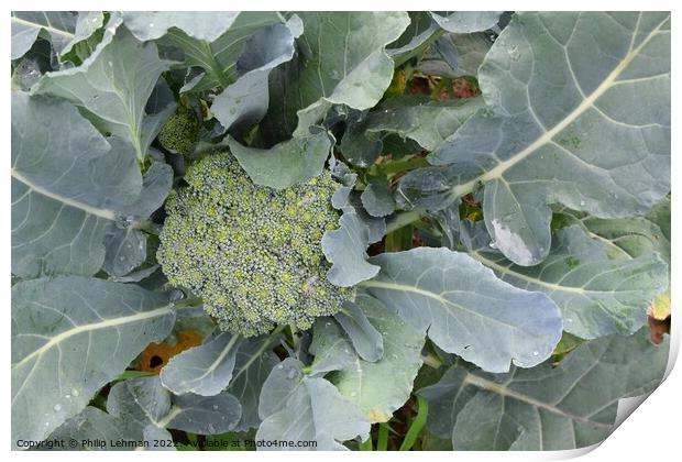 Broccoli Close up (3A) Print by Philip Lehman