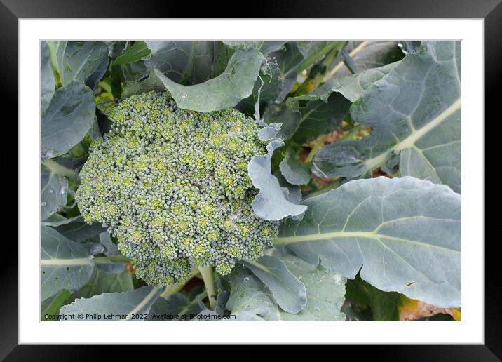 Broccoli Close up (5A) Framed Mounted Print by Philip Lehman