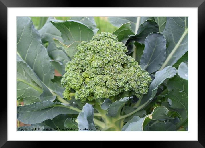 Broccoli Close up (13A) Framed Mounted Print by Philip Lehman