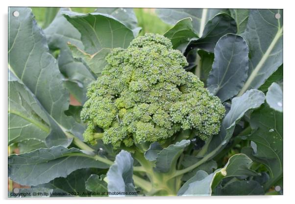 Broccoli Close up (13A) Acrylic by Philip Lehman